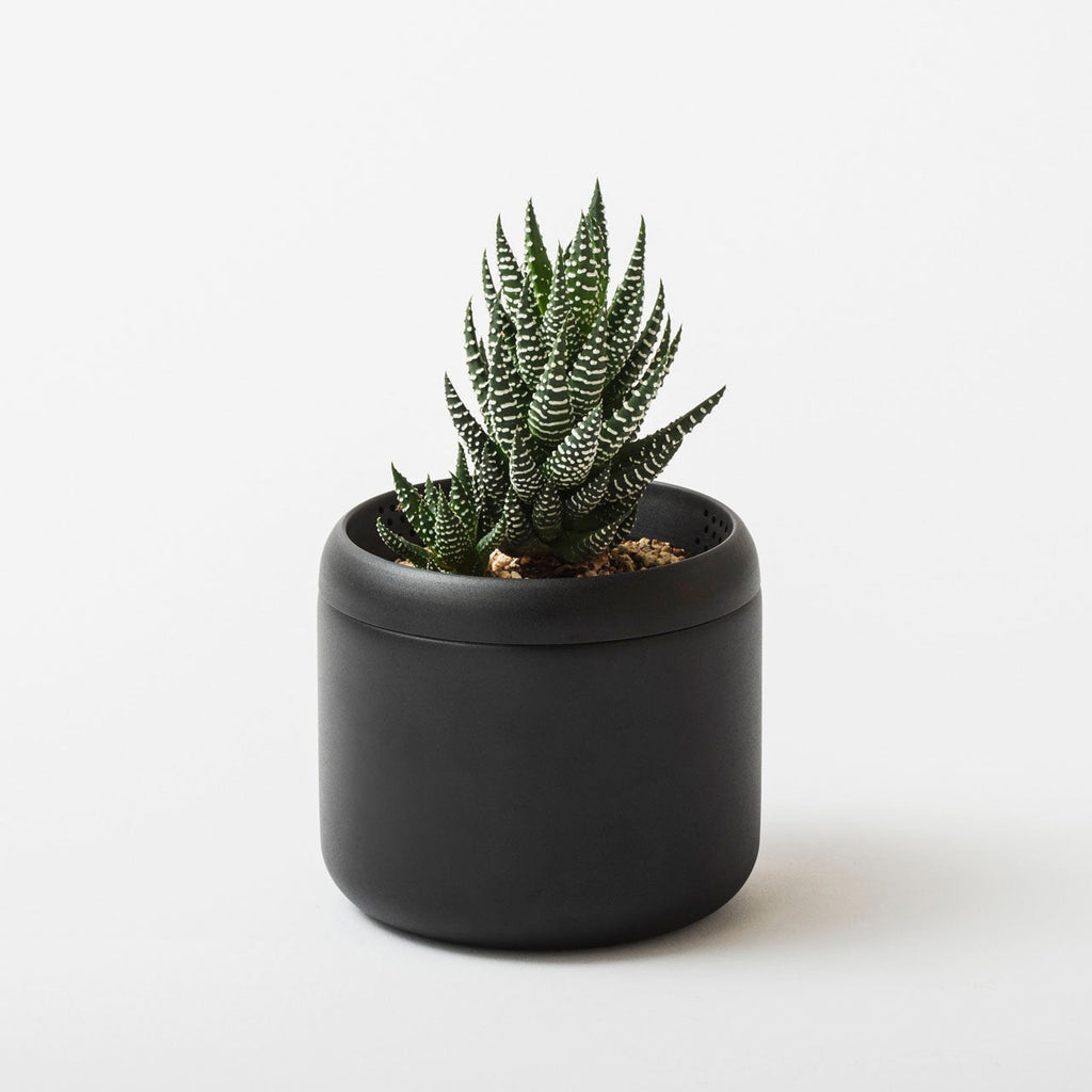 FUJITA KINZOKU 植物盆栽 HACHI